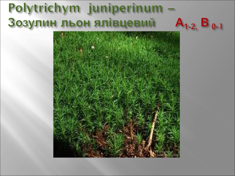 Polytrichym  juniperinum –  Зозулин льон ялівцевий     А1-2, В